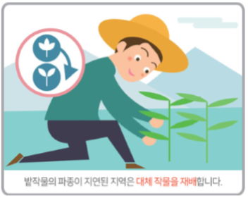 발작물의 파종이 지연된 지역은 대체 작물을 재배합니다.(그림)