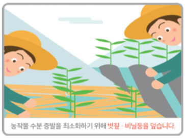 농작물 수분 증발을 최소화하기 위해 볏짚, 비닐등을 덮습니다.(그림)